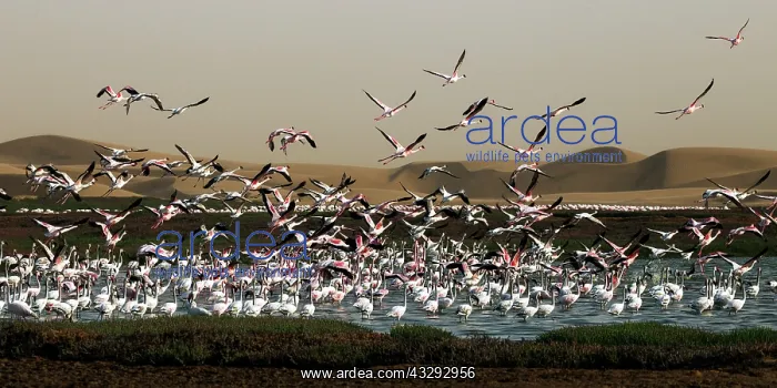: before sunset flamingos reach protected areas where to spend : before sunset flamingos reach protected areas where to spend