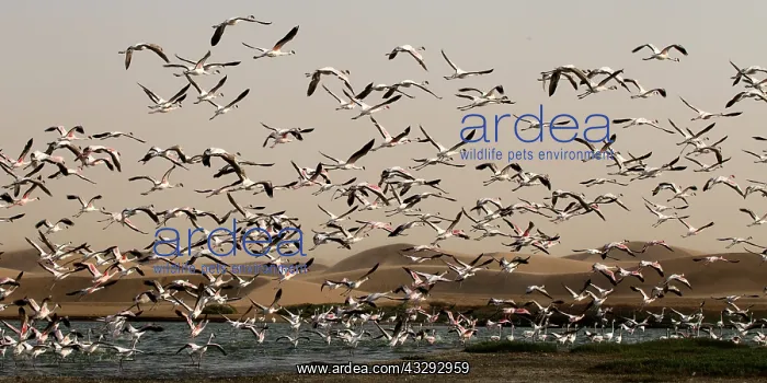 : before sunset flamingos reach protected areas where to spend : before sunset flamingos reach protected areas where to spend