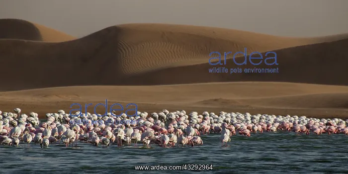 : before sunset flamingos reach protected areas where to spend : before sunset flamingos reach protected areas where to spend