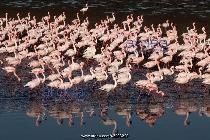 : Before sunset flamingos reach protected areas where to spend : Before sunset flamingos reach protected areas where to spend