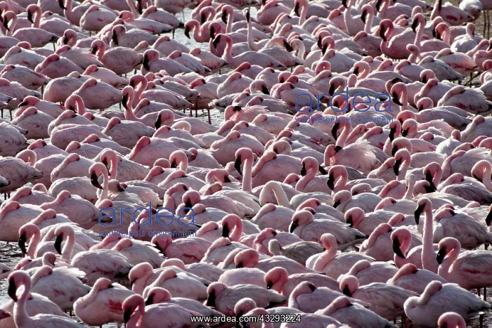 : before sunset flamingos reach protected areas where to spend : before sunset flamingos reach protected areas where to spend