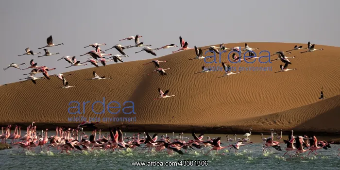 : before sunset flamingos reach protected areas where to spend : before sunset flamingos reach protected areas where to spend