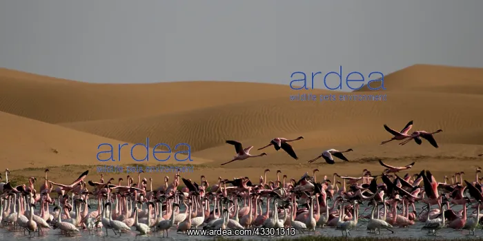: before sunset flamingos reach protected areas where to spend : before sunset flamingos reach protected areas where to spend