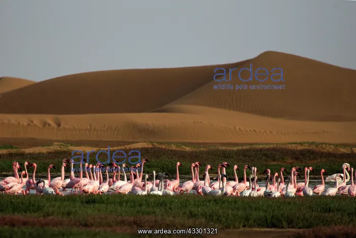: before sunset flamingos reach protected areas where to spend : before sunset flamingos reach protected areas where to spend