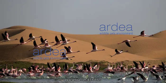 : before sunset flamingos reach protected areas where to spend : before sunset flamingos reach protected areas where to spend