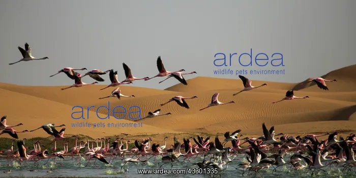 : before sunset flamingos reach protected areas where to spend : before sunset flamingos reach protected areas where to spend