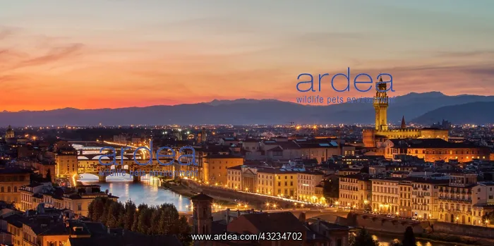 : Sunset over Florence, Tuscany, Italy : Sunset over Florence, Tuscany, Italy