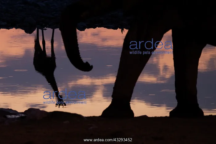 : At sunset frequently giraffes and elephants share waterhole : At sunset frequently giraffes and elephants share waterhole