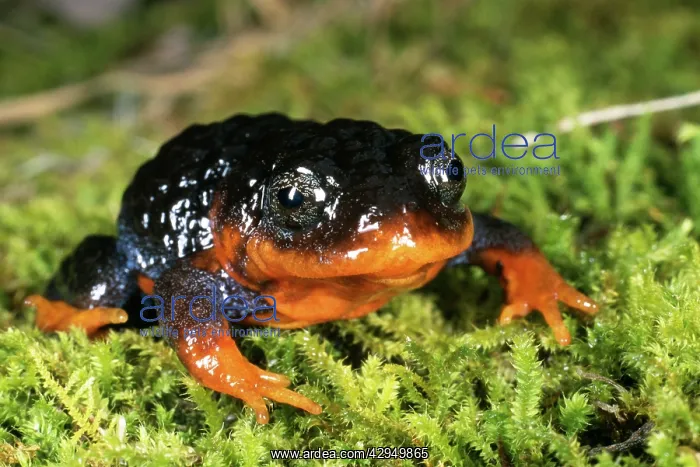 : Sunset frog : Sunset frog