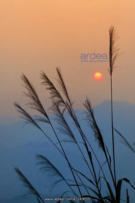 : Sunset and grass silhouettes, near Hongcun : Sunset and grass silhouettes, near Hongcun