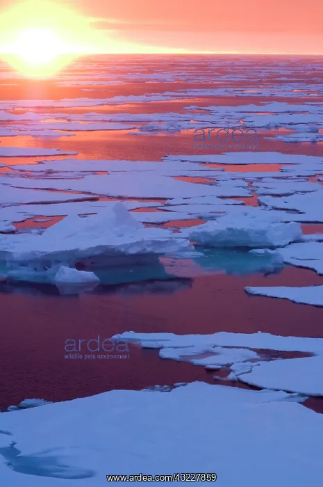 : Sunset, Greenland Sea, East Coast of Greenland : Sunset, Greenland Sea, East Coast of Greenland
