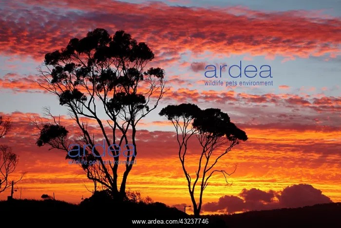 : Sunset and Gum Tree, Binalong Bay, Bay of : Sunset and Gum Tree, Binalong Bay, Bay of