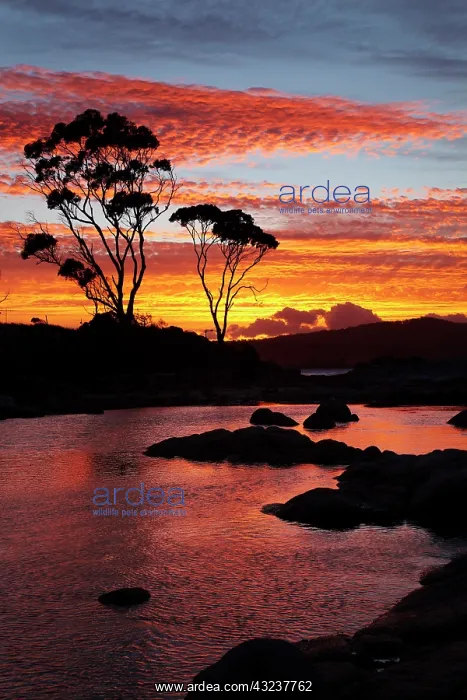 : Sunset and Gum Tree, Binalong Bay, Bay of : Sunset and Gum Tree, Binalong Bay, Bay of