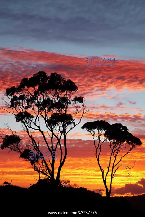 : Sunset and Gum Tree, Binalong Bay, Bay of : Sunset and Gum Tree, Binalong Bay, Bay of