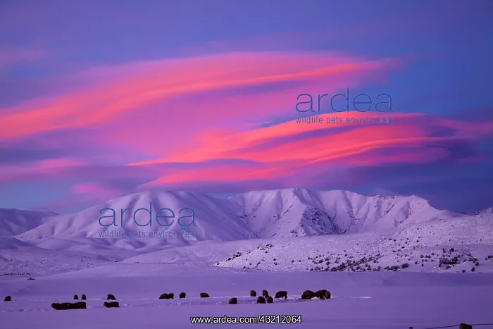 : Sunset over Hawkdun Range and snowy farmland : Sunset over Hawkdun Range and snowy farmland