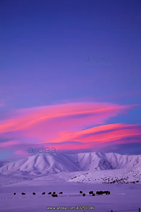 : Sunset over Hawkdun Range and snowy farmland : Sunset over Hawkdun Range and snowy farmland