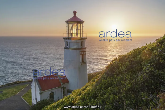 : Sunset at Heceta Head Lighthouse, Oregon : Sunset at Heceta Head Lighthouse, Oregon