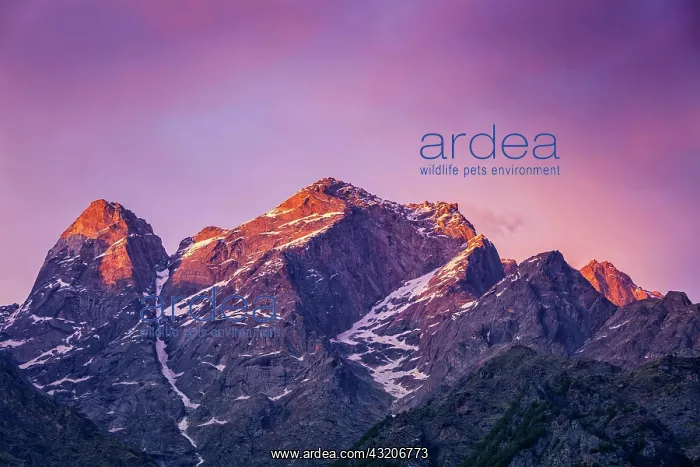: Sunset in Himalayas. Sangla valley, Himachal Pra : Sunset in Himalayas. Sangla valley, Himachal Pra