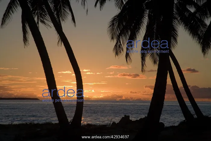 : Sunset, Home Island, Cocos (Keeling) Islands, Indian : Sunset, Home Island, Cocos (Keeling) Islands, Indian