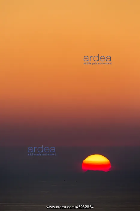 : Sunset, Ibiza, Baleares Islands, Spain : Sunset, Ibiza, Baleares Islands, Spain
