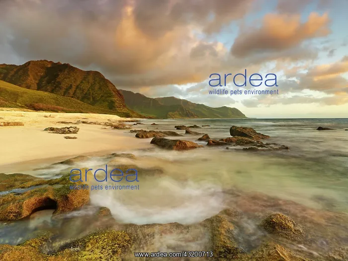 : Sunset at Ka'ena Point State Park, Oahu, Hawaii : Sunset at Ka'ena Point State Park, Oahu, Hawaii
