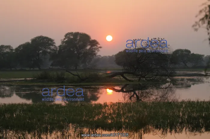 : Sunset over Keoladeo National Park showing a wetland with trees with roosting pigeons spec : Sunset over Keoladeo National Park showing a wetland with trees with roosting pigeons spec