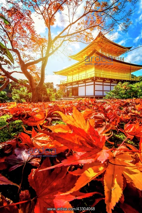 : Sunset in the Kinkakuji temple, Kyoto, Japan : Sunset in the Kinkakuji temple, Kyoto, Japan
