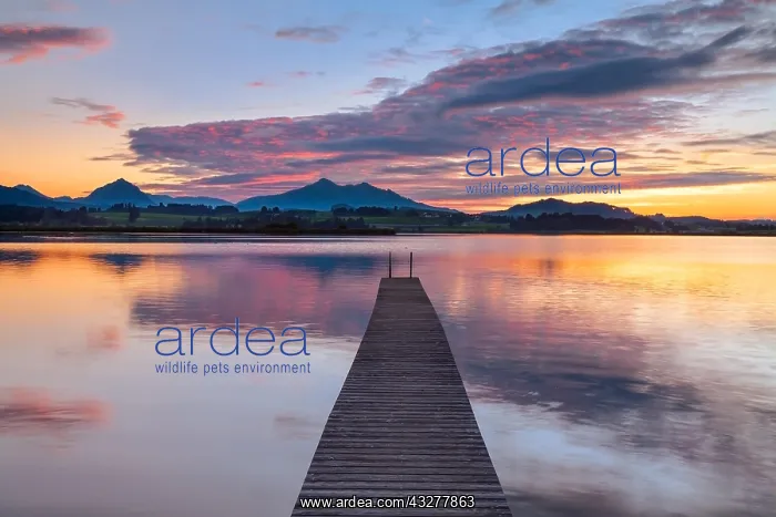 : Sunset at Lake Hopfensee, Allg&, x4d60;Alps, Allg&, x4d6c; : Sunset at Lake Hopfensee, Allg&, x4d60;Alps, Allg&, x4d6c;