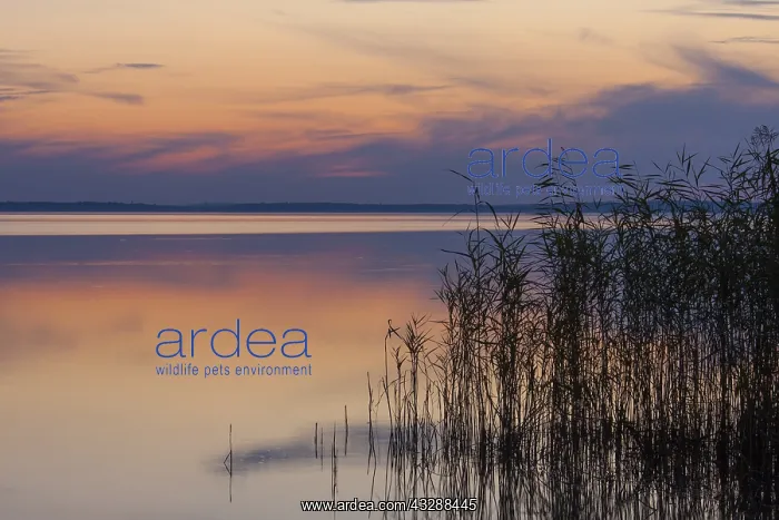 : Sunset at lake Mueritz - Mueritz National Park - : Sunset at lake Mueritz - Mueritz National Park -
