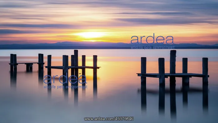 : Sunset at lake Neusiedlersee in Burgenland : Sunset at lake Neusiedlersee in Burgenland