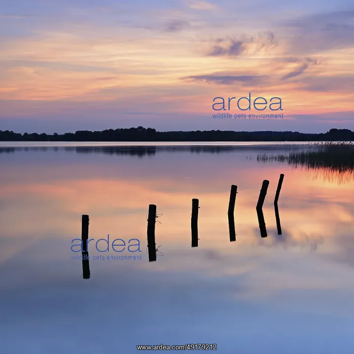 : Sunset at Lake Schaalsee, wooden post in the water : Sunset at Lake Schaalsee, wooden post in the water