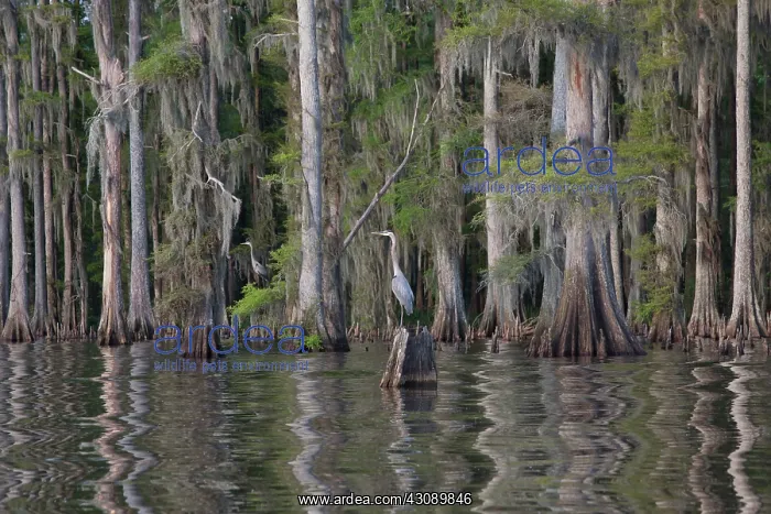 : Sunset at Lake Verret : Sunset at Lake Verret