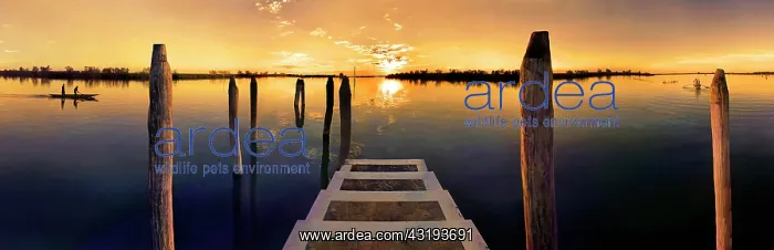 : Sunset at the landing stage in Cavallino Harbour : Sunset at the landing stage in Cavallino Harbour
