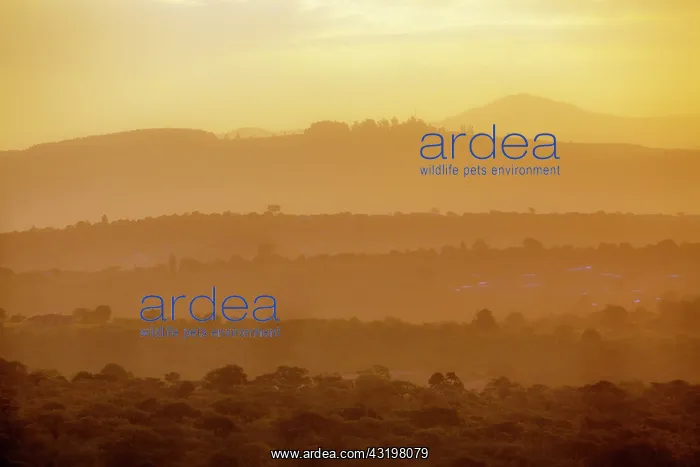 : Sunset landscape in Pretoriuskop from Kruger National : Sunset landscape in Pretoriuskop from Kruger National