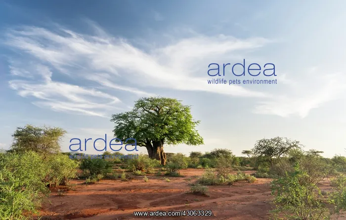 : Sunset landscape in Tsavo-West National : Sunset landscape in Tsavo-West National