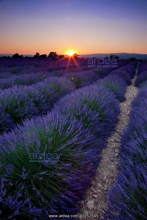 : Sunset over lavender field near Valensole : Sunset over lavender field near Valensole