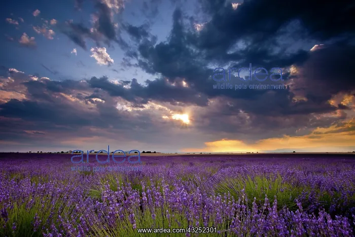 : Sunset over lavender fields near Valensole : Sunset over lavender fields near Valensole