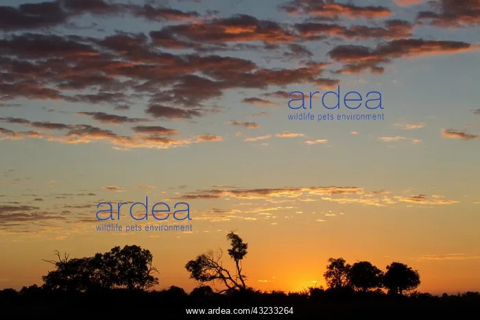 : Sunset light in the Okavango Delta, Botswana : Sunset light in the Okavango Delta, Botswana