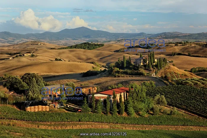 : Sunset light on rolling agricultural hills : Sunset light on rolling agricultural hills