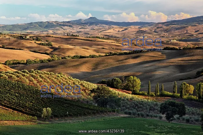 : Sunset light on rolling agricultural hills : Sunset light on rolling agricultural hills