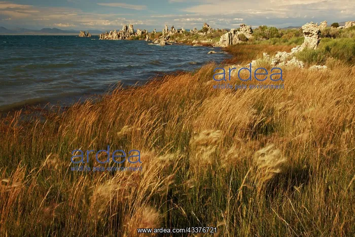  : Sunset light on tufa formation, Mono Lake, Tufa