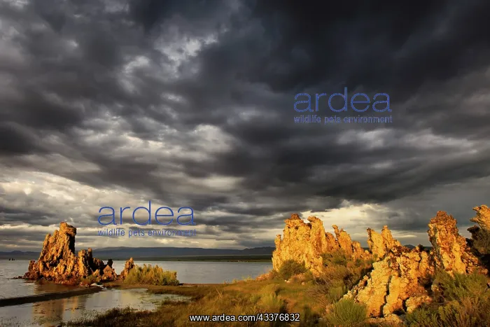 : Sunset light on tufa formation, Mono Lake, Tufa : Sunset light on tufa formation, Mono Lake, Tufa