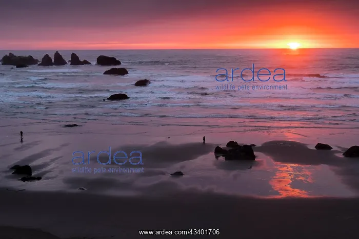 : Sunset lights up Bandon Beach in Oregon : Sunset lights up Bandon Beach in Oregon