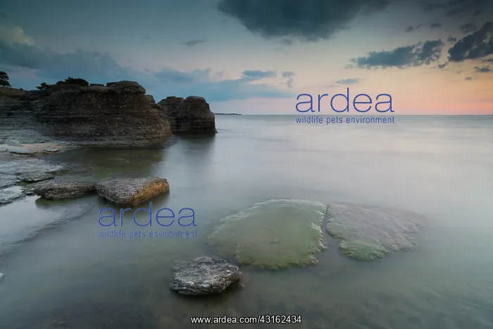 : Sunset over the limestone seastacks : Sunset over the limestone seastacks