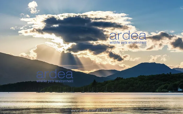 : Sunset over Loch Lomond from Milarrochy Bay, Trossachs : Sunset over Loch Lomond from Milarrochy Bay, Trossachs