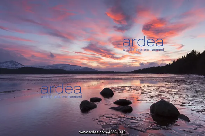  : Sunset at Loch Morlich - Cairngorms National