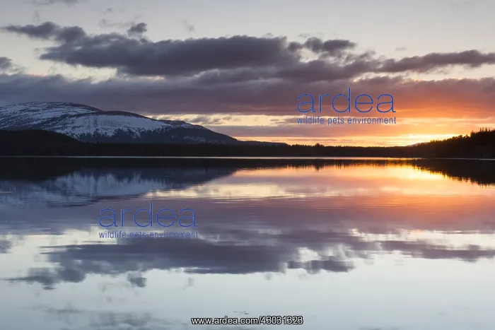 : Sunset at Loch Morlich - Cairngorms National : Sunset at Loch Morlich - Cairngorms National