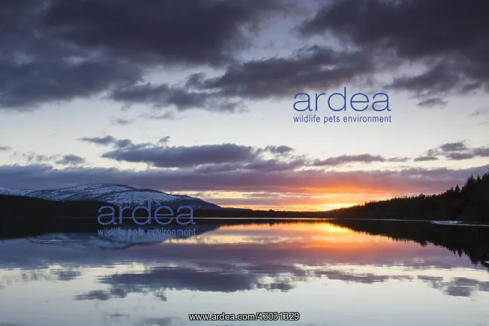 : Sunset at Loch Morlich - Cairngorms National : Sunset at Loch Morlich - Cairngorms National