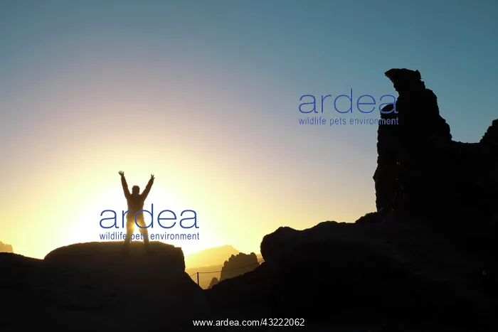 : Sunset at the Los Roques de Garcia, Teide National : Sunset at the Los Roques de Garcia, Teide National