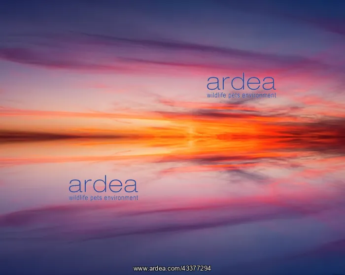 : Sunset mirror reflection on Harney Lake at sunset, Florida : Sunset mirror reflection on Harney Lake at sunset, Florida